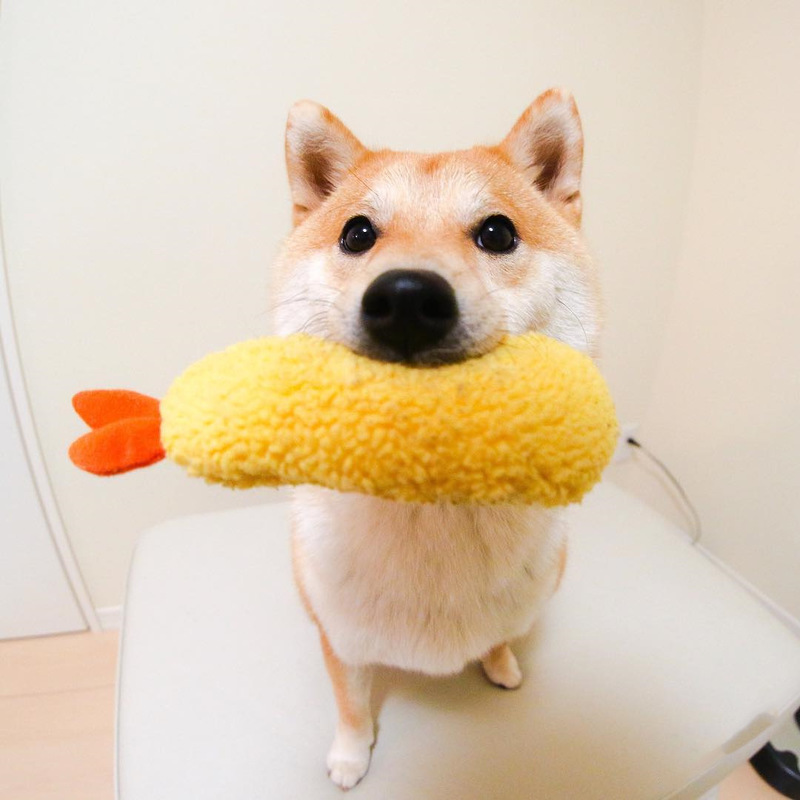 Tempura Shrimp Squeaky Toy